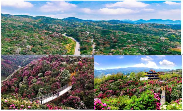 百里杜鵑(國家5A級旅游景區)